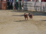 Golden Rabbit European Sandtrack-Derby Th. Ernst (159)